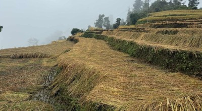  धानबालीमा क्षति पुगेका कृषकलाई पैंयू गाउँपालिकाले राहत दिने 